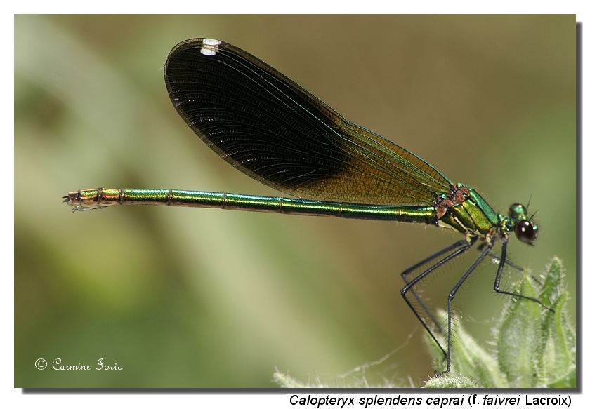 Calopteryx splendens f. faivrei (forma androcroma)